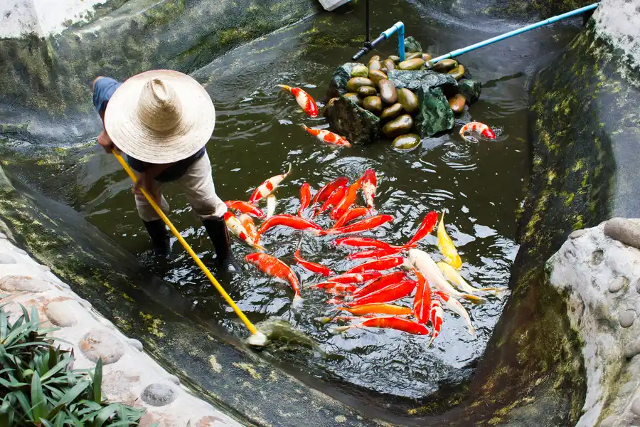 Pond Cleaning Methods For Algae Buildup Santa Fe, NM